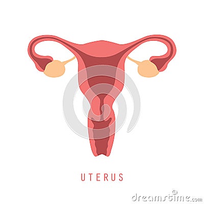 female reproductive system women uterus ovary icon Vector Illustration