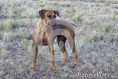 Female Rhodesian ridgeback Looking at her playmate Stock Photo