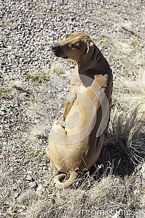 A Female Rhodesian ridgeback puppy Looking back Stock Photo