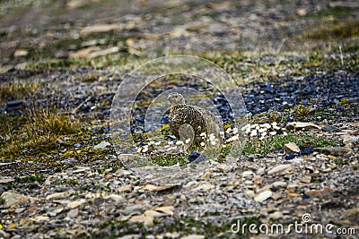 Female Rock Ptarmigan in Svalbard Stock Photo