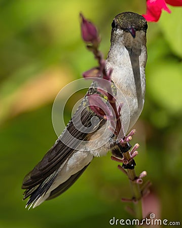 Female Ruby Throat Hummingbird stares straight into camera Stock Photo