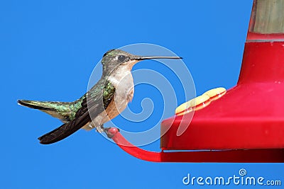 Female Ruby-throated Hummingbird Stock Photo