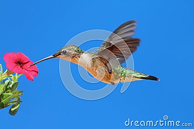 Female Ruby-throated Hummingbird (archilochus) Stock Photo