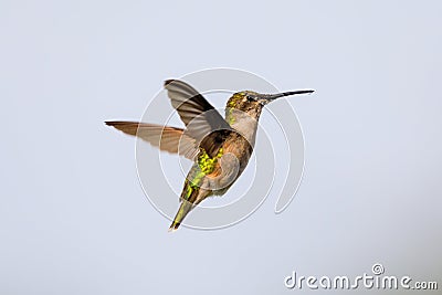 Female Ruby-throated hummingbird hovering near food source with a drip of nectar on the tip of her beak Stock Photo