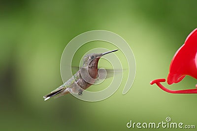 Female Ruby-throated Hummingbird in Flight Stock Photo