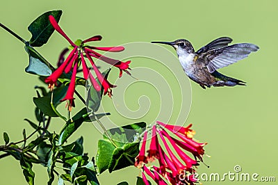Female Ruby Throated Hummingbird hovers near red honeysuckle plant Stock Photo