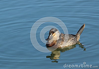 Ruddy Duck Stock Photo