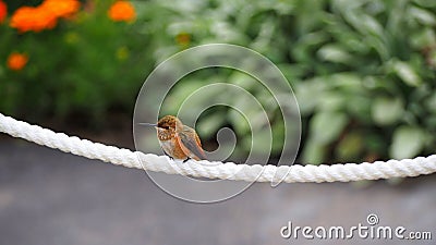 A Female Rufous Hummingbird on a Rope Stock Photo