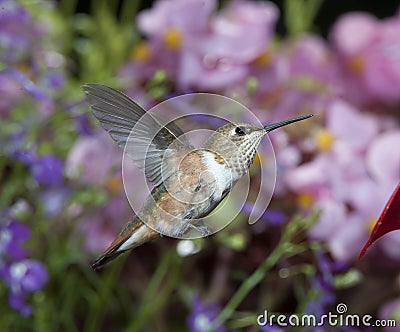 Female Rufous Hummingbird Stock Photo