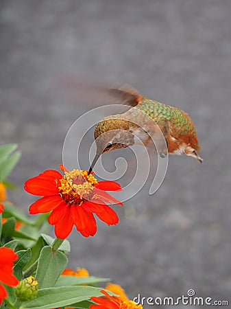 Female Rufous Hummingbird Sipping Nectar from a Zinna Flower Stock Photo