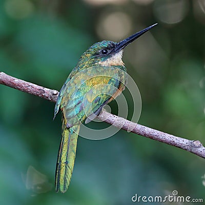 female Rufous-tailed Jacamar (Galbula ruficauda), isolated, perched on a branch, with golden-hued iridescent feathers Stock Photo