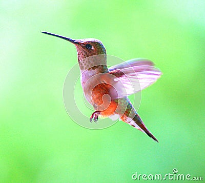 Female rufus hummingbird in flight Stock Photo