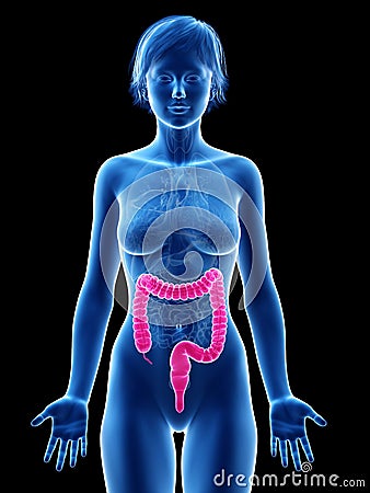 A femaleÂ´s colon Stock Photo