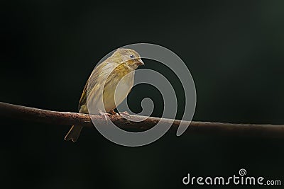 Female Saffron Finch bird Stock Photo