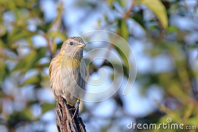 female Saffron Finch (Sicalis flaveola) perched on wooden trunk Stock Photo