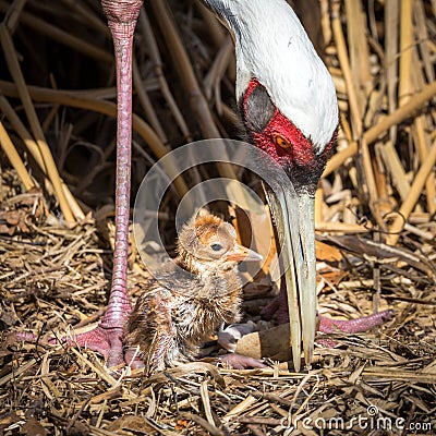 Female Sarus Crane protecting her just hatched baby chick Stock Photo