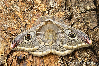 Female of Saturnia pavonia, the small emperor moth, camouflage on tree trunk Stock Photo