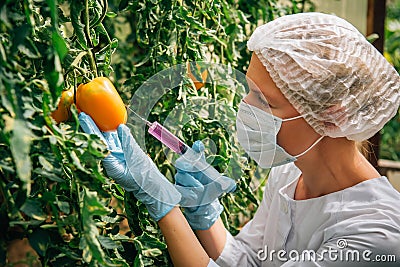 Female scientist in mask and gloves injects chemicals into tomatoes hanging from branches in a greenhouse, close up. Genetically Stock Photo