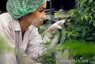 Female scientist trim gratifying young cannabis plant on pot in the laboratory. Stock Photo