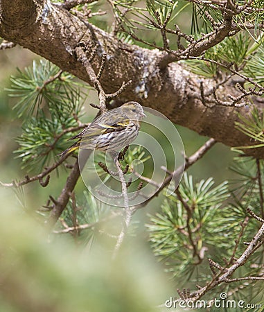 Female Serin on a pine tree Stock Photo