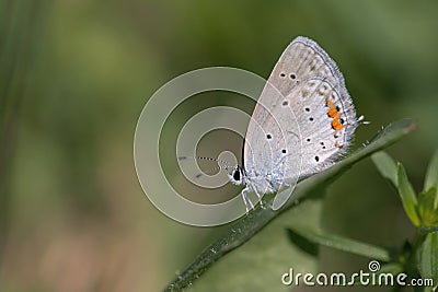 Female short-tailed blue butterfly (Cupido argiades). Stock Photo