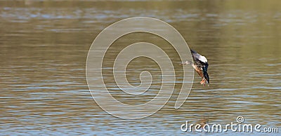 Female Shoveler Duck Stock Photo