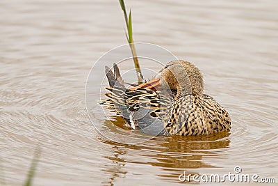 Female shoveler duck swimming at a lake Stock Photo