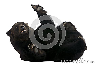 Female Siberian bear, 12 years old, lying Stock Photo