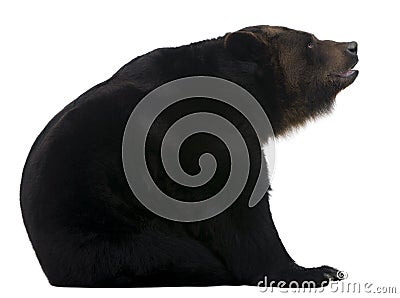 Female Siberian bear, 12 years old Stock Photo