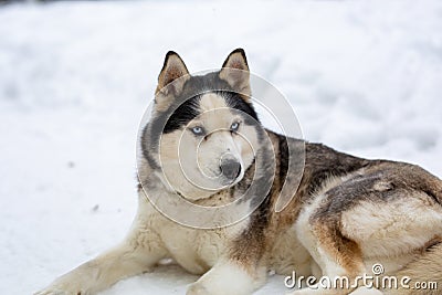 A female Siberian husky lies in the snow. Stock Photo