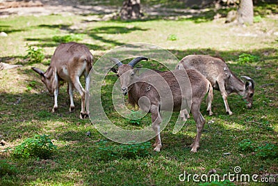 Female Siberian mountain goat Stock Photo