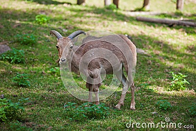 Female Siberian mountain goat Stock Photo