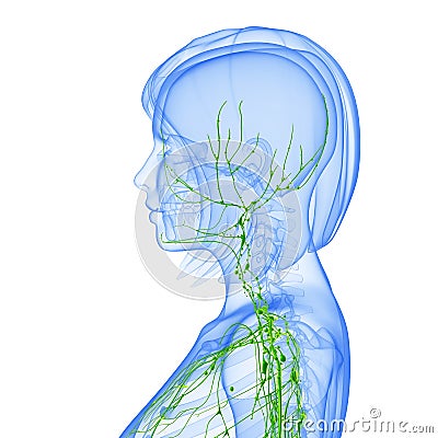 Female side view Lymphatic system Cartoon Illustration