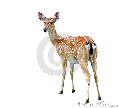 Sika deer Stock Photo