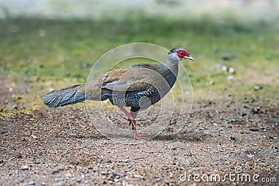 Female Silver Pheasant Stock Photo