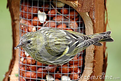 Female siskin on feeder Stock Photo