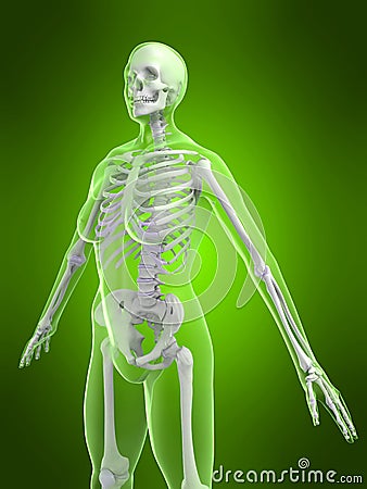 Female skeleton Cartoon Illustration