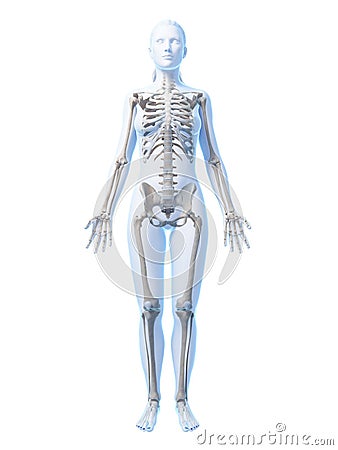 Female skeleton Cartoon Illustration