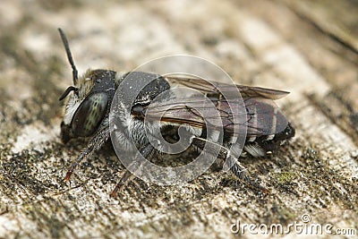 A female of a small leafcutter bee, Megachile apicalis Stock Photo