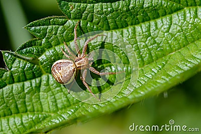 Female small spider of xysticus cristatus Stock Photo