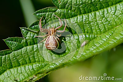 Female small spider of xysticus cristatus Stock Photo