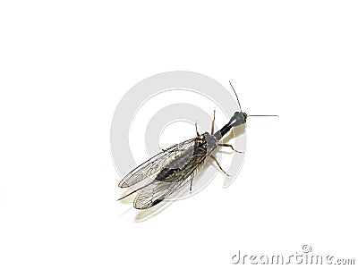 Female snakefly Phaeostigma notata isolated Stock Photo