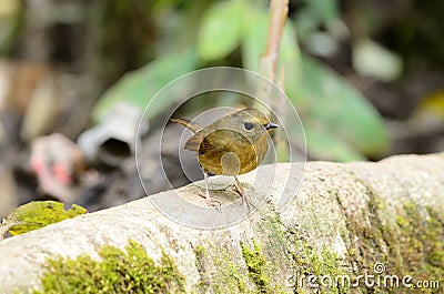 Female snowy-browed flycatcher Stock Photo