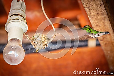 Female sombre hummingbird Aphantochroa cirrochloris AKA Beija-Flor Cinza flying to nest built on light wire in Brazil Stock Photo