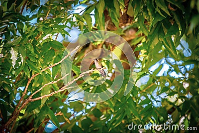 Female sombre hummingbird Aphantochroa cirrochloris AKA Beija-Flor Cinza standing in a tree in Brazil Stock Photo