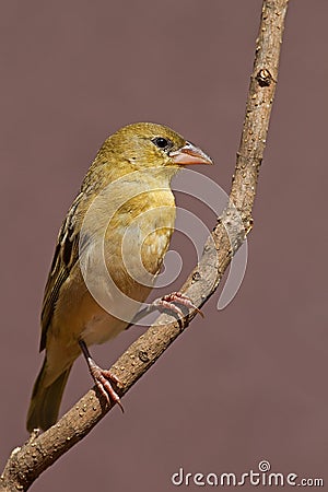 Female Southern Masked-weaver perched against twig Stock Photo