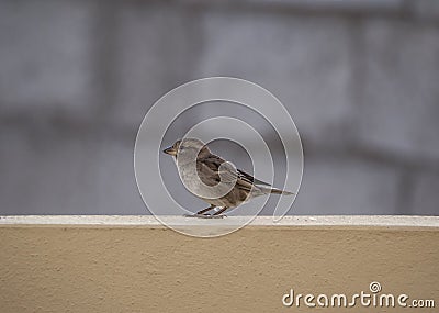 Female passer domesticus in a wall Stock Photo