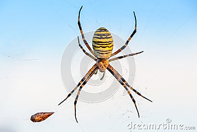 Female spider of argiope Bruennichi sits in his web against the Stock Photo