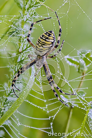 Female of the spider-wasp sits in the center of its cobweb Stock Photo