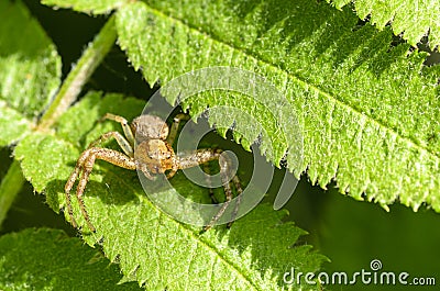 Female of spider xysticus hides among the leaves of a fern Stock Photo